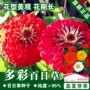 盆栽百日菊百日草种子