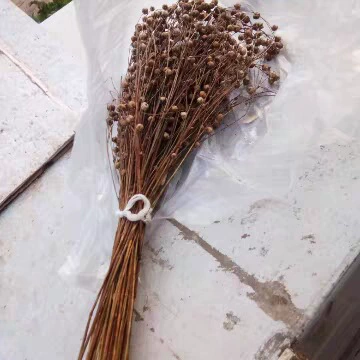 Семена льна шип льняное семя Лен Персик Птичье зерно крыса декоративный зерновой шип Пшеница шип