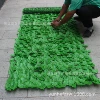 Light green apple leaf