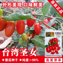 圣女果种子小番茄种子樱桃番茄种籽番茄籽蔬菜种子批发菜种菜籽