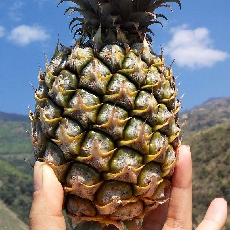 Fresh Large Pineapples, Hand-Shredded Pineapples, Not Pineapple, Fresh Fruit Fresh Large Pineapples, Hand-Shredded Pineapples, Not Pineapple, Fresh Fruit