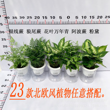 北欧懒人自吸水盆室内好养花卉富贵竹盆栽批量混装植物水培虎皮兰