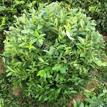 �������lˮϞ����~ˮϞ���~ˮϞƷ�|�Rȫ�G�hˮ�D��ˮϞС��F؛