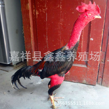 景区园林观赏斗鸡表演项目出售越南纯种比赛斗鸡脱温斗鸡苗批发价