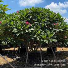 福建铁红鸡蛋花树价格 黄花鸡蛋花批发 粉红鸡蛋花报价移栽鸡蛋花