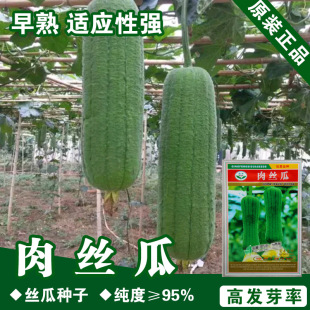 ��z�ϷN�ӽz������z�ϷN����z�ϷN���߲˷N�����l�˷N���ѷN��