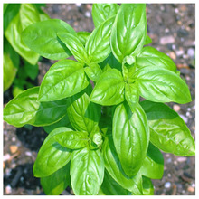 甜罗勒种子大叶罗勒九层塔罗勒西餐辛香料盆栽香草蔬菜种子