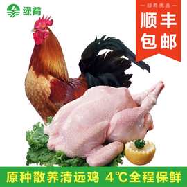 【山鸡凰】365大阉鸡 清远散养阉割土公鸡阉鸡整只扇鸡走地鸡肉批