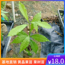 ����ֱ���S��������Ʒ�N����������ͥԺ�̨�Ϸ��Nֲ