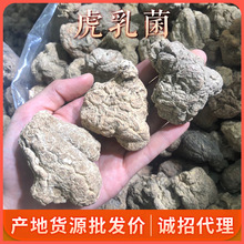 大货直批虎乳菌一件代发淘宝货源养身食材食用菌可切片