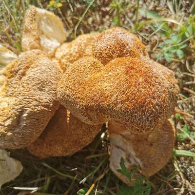 新曬産地直供大興安嶺特産新貨幹貨菜猴頭菇食用菌蘑500g