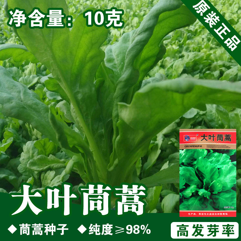 Chrysanthemum Seeds, Chrysanthemum Seeds, Chrysanthemum Seeds, Vegetable Seeds, Wholesale Vegetable Seeds, Rapeseed Company