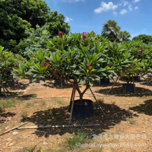 10�����F�t�u�����r��12���ַۼt�S���u�������l 8�������u������