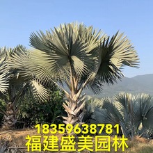 福建霸王棕价格 霸王棕树批发 移栽霸王棕基地直供 霸王棕树