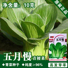 Ͳ˷NСͲСײ˷N̨ͥԺ߲˷NѷNl