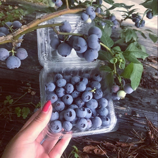 �{ݮ���������l�G��ʯ�{ݮ�籡�F�{ݮ��Ʒ�N�����{ݮ��r��