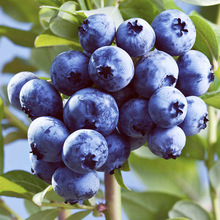 薄雾蓝莓苗基地常年供应 规格多样蓝莓苗丰产稳产现挖现卖品种全
