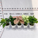 苗圃直供批发ins北欧风小盆栽懒人自吸水桌面绿植物观叶水培绿萝