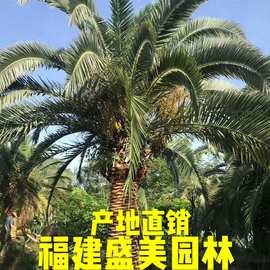 加拿利海枣供应 海枣树厂家 加拿利海枣图片海枣头海枣树基地直供