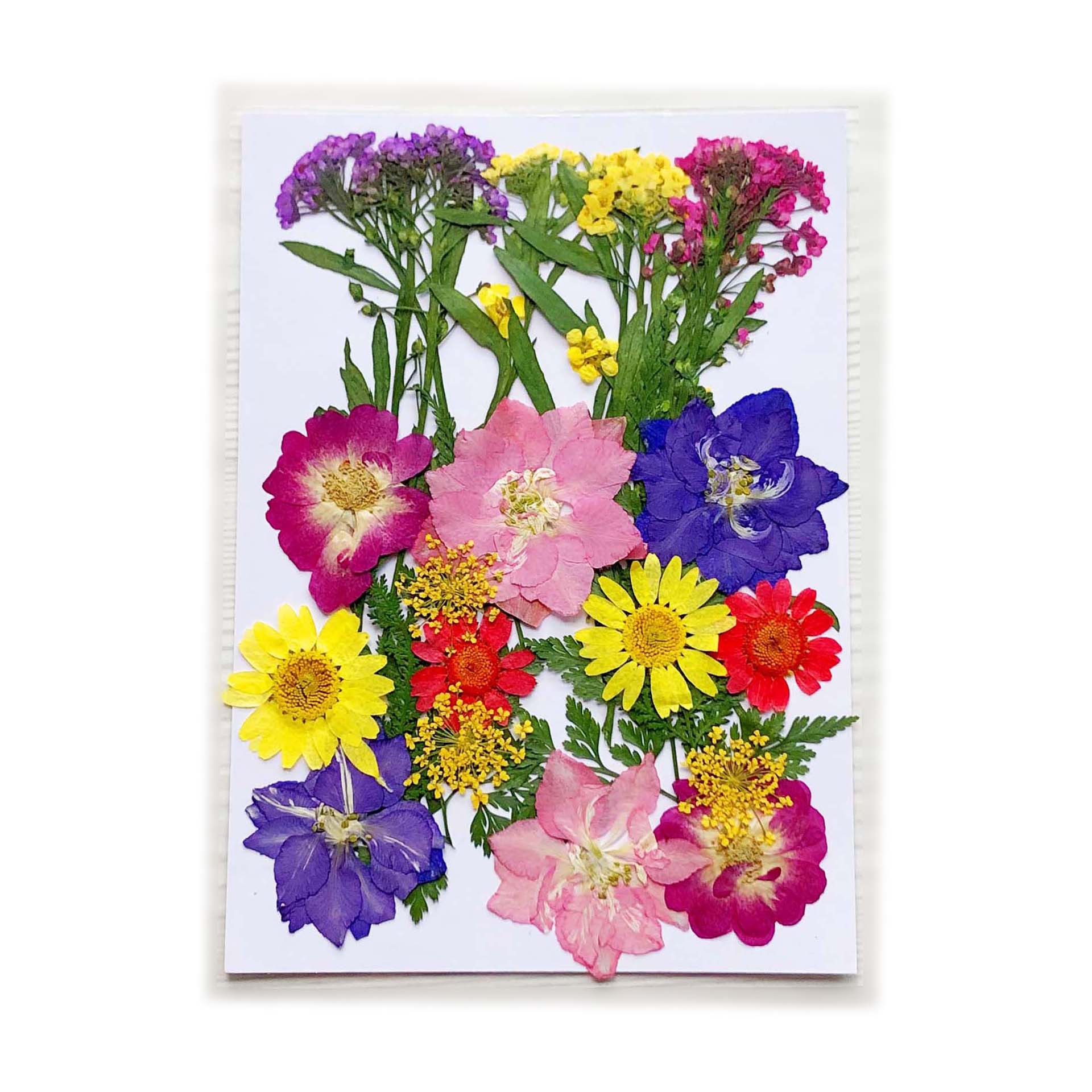 En relieve DIY flor seca paquete de material en relieve epoxi cáscara del teléfono móvil planta espécimen foto pegatina cara planta de maquillaje espécimen