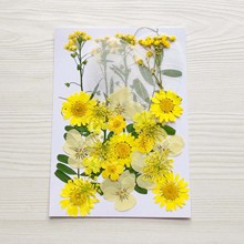 押花diy干花压花材料包滴胶手机壳 植物标本写真贴脸妆植物标本