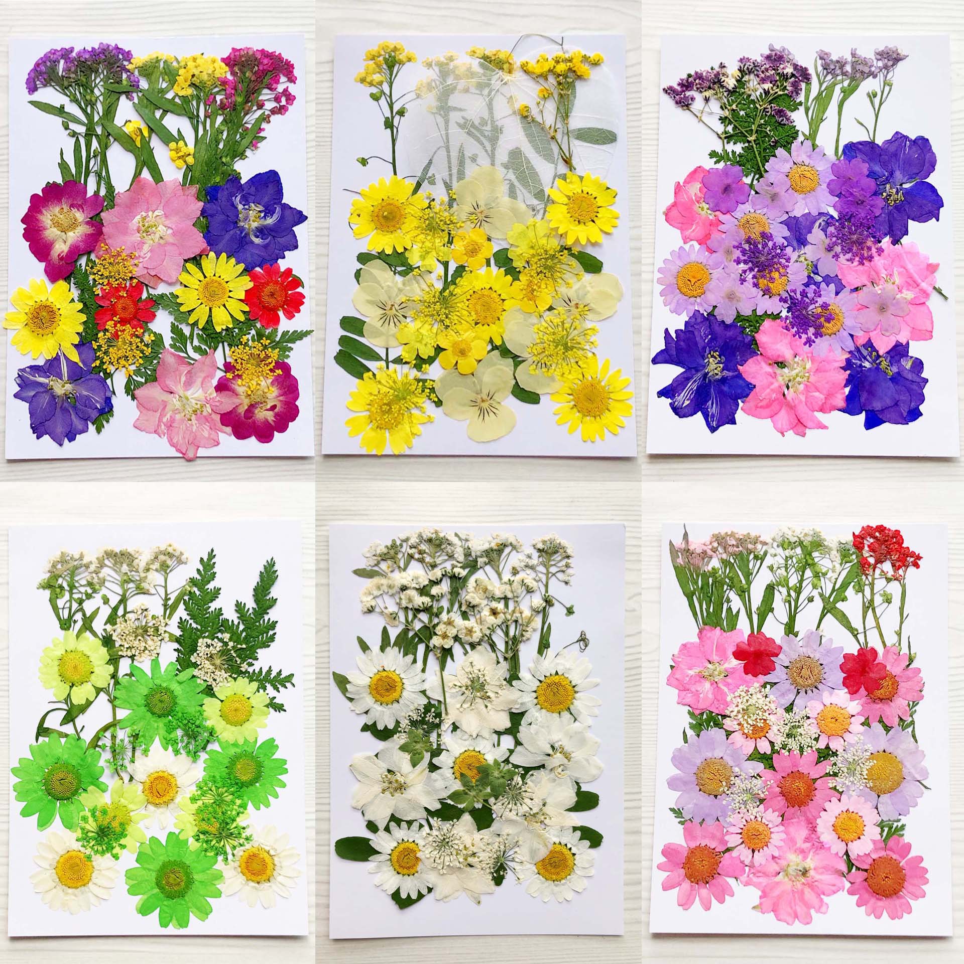 En relieve DIY flor seca paquete de material en relieve epoxi cáscara del teléfono móvil planta espécimen foto pegatina cara planta de maquillaje espécimen