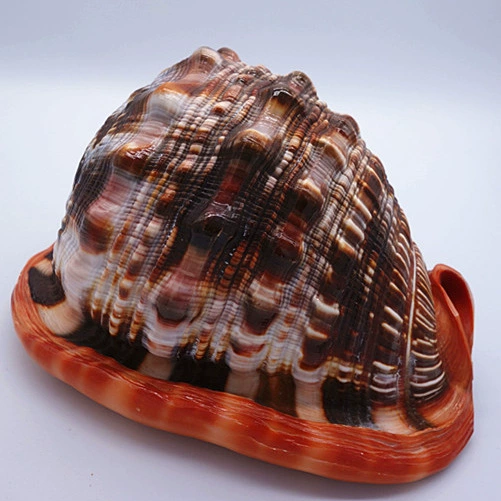 ✞Wanbao snail big conch shell crafts scenic spot sales shell gift souvenir spot wholesale four names