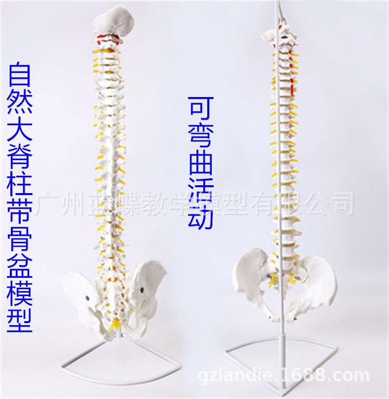 80CM����1��1��Ȼ��׵��׵������ ������׵��׵β׵���ģ��