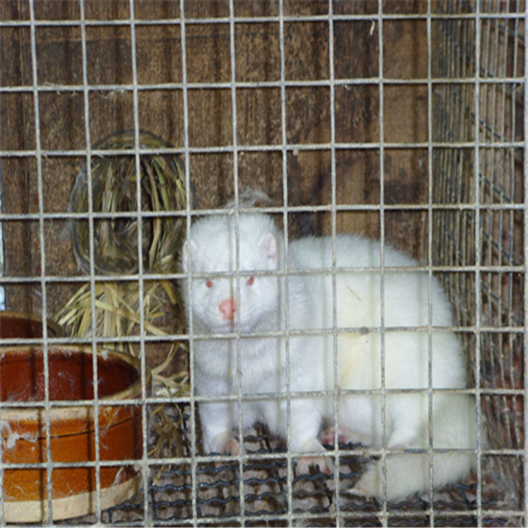 ISO厂家安平钢丝网多少钱一平米小丝电焊网碰焊网