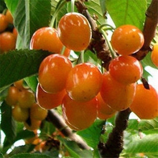 �S�۴���Ҙ�1-5����Ҙ����l�r��gӭӆُ���ҹ��������