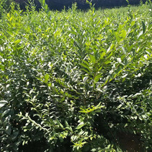 东北辽宁批发水蜡树苗夹植水腊耐寒绿篱苗开原小叶女贞灌木丛优惠