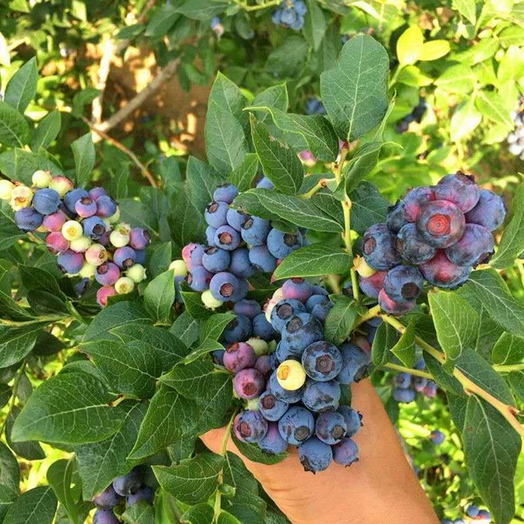 Саженцы черники Саженцы черники Шаньдун новые сорта саженцы черники саженцы раннеспелой черники саженцы плодовых деревьев саженцы черники Lexi