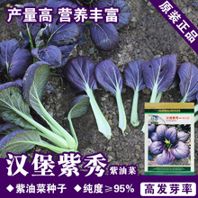 油菜种子油菜籽鸡毛菜种子紫小白菜种子青菜种子蔬菜种子菜种菜籽