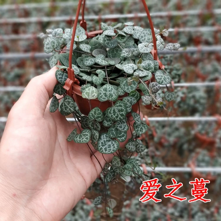 Крытый цветок Prain Prain Цветочный горшок