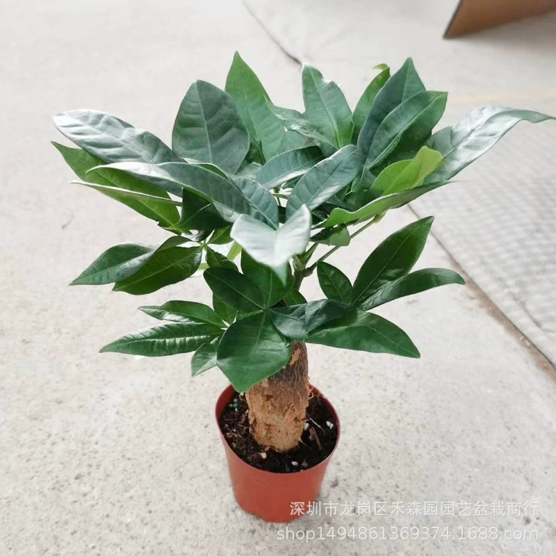 База Прямая оптовая продажа различных спецификаций сорта А высококачественные три пары лиственных растений зеленые растения в горшке 90 # Однополюсное насыщенное дерево