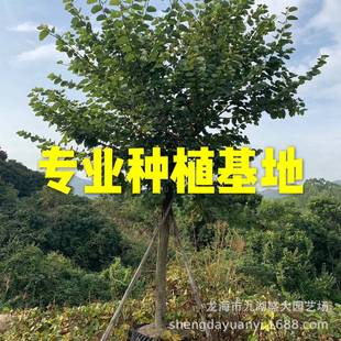 ����t������������G ���Ԍm�����G�r�� �ظ����t�����G���l