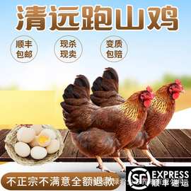【绿肴乐】广东清远鸡农家散养210天土鸡老生整鸡老母白切走地鸡