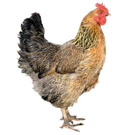 280天广东清远阳山脆皮鸡 脆皮老母鸡 280天脆皮清远鸡胡须河田鸡