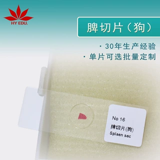 显微镜生物玻片动物类生物切片脾细胞观察切片脾切片(狗)