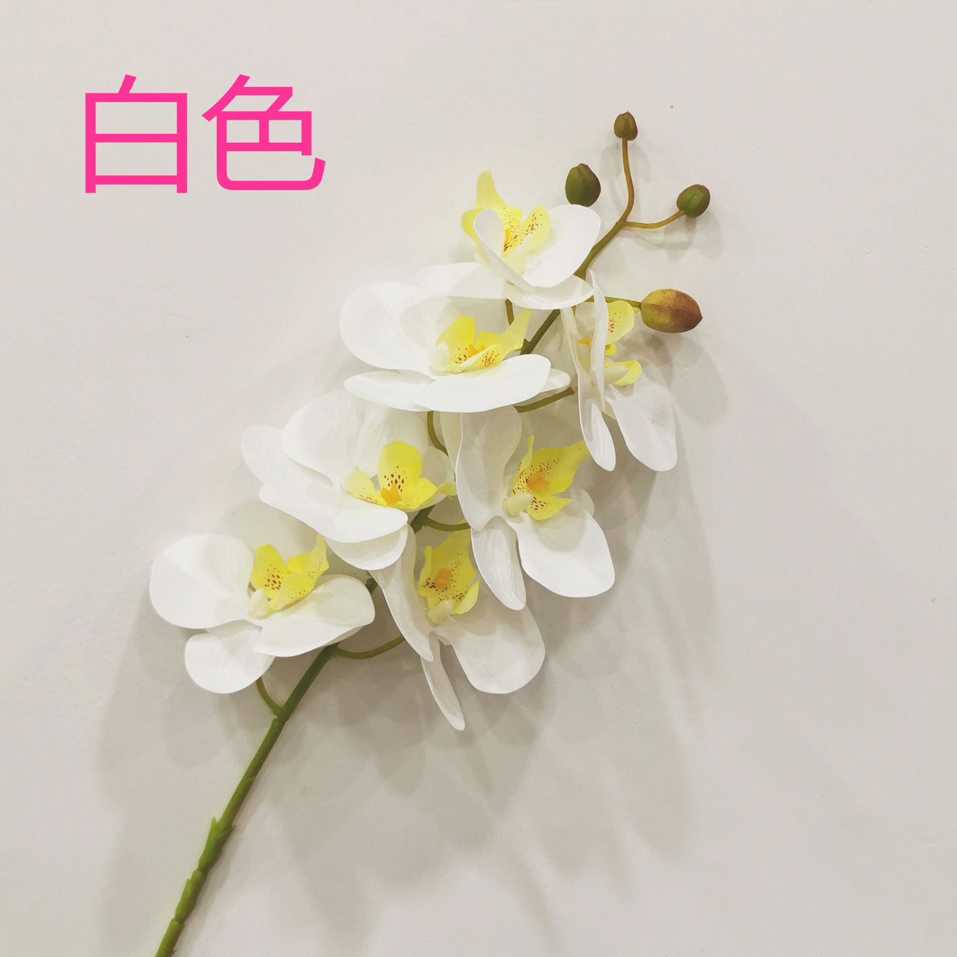 화이트