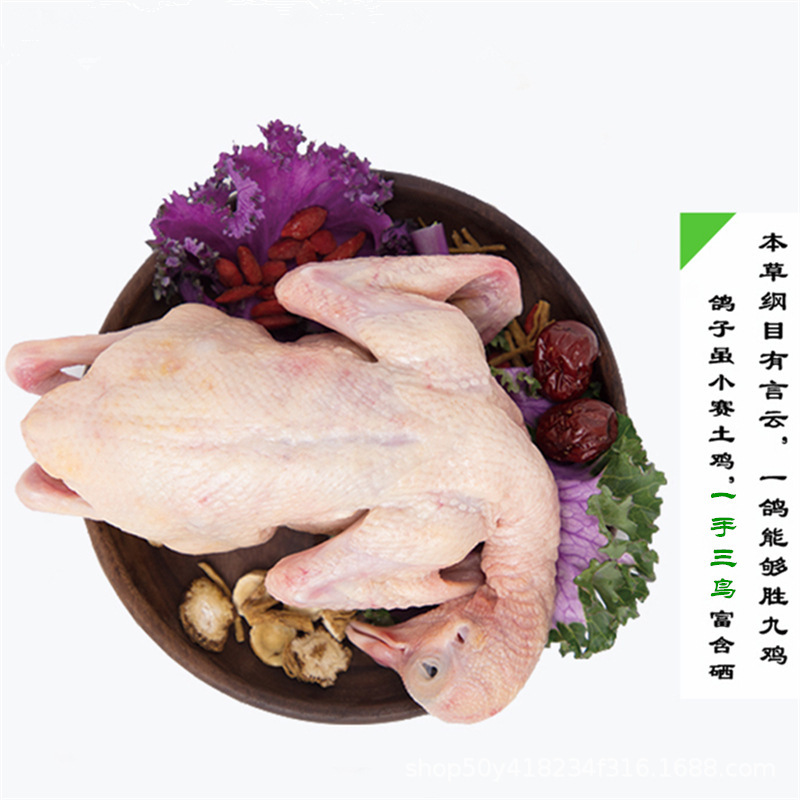 Fresh Pigeon Meat from Guangdong, Free-Range Farm-Raised Pigeon Meat, Fresh Live Pigeons, Freshly Killed and Shipped Via Cold Chain