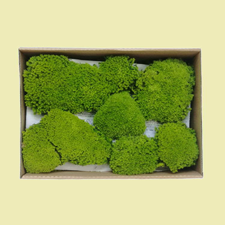 Musgo eterno planta pared cola curvada bloque de musgo vegetación musgo flor seca césped piel pluma grande musgo gris grande flor eterna musgo