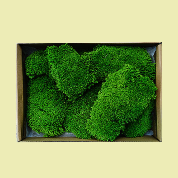 Musgo eterno planta pared cola curvada bloque de musgo vegetación musgo flor seca césped piel pluma grande musgo gris grande flor eterna musgo