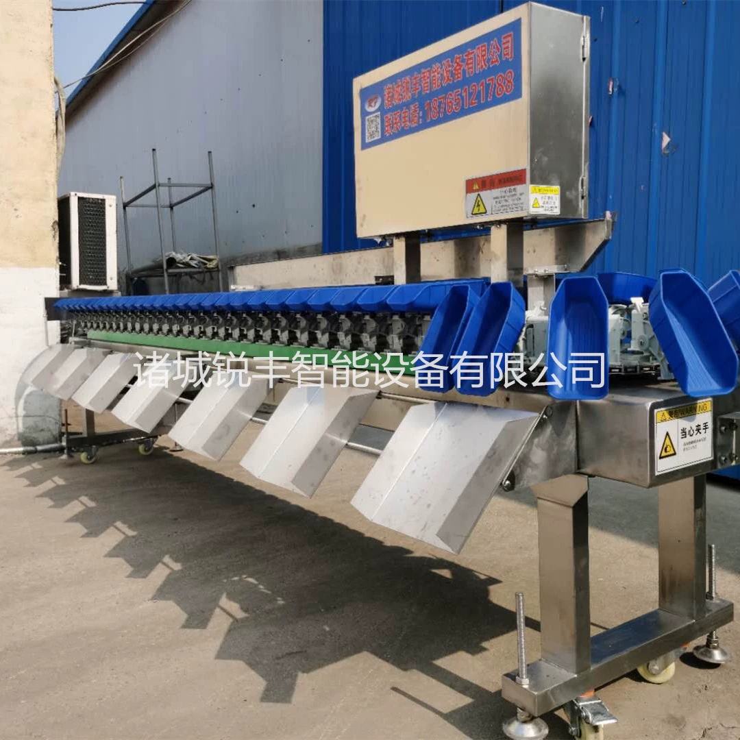 Машина для сортировки морских огурцов, сортировочная машина для устриц, морского енота, нержавеющая сталь 304, шкала сортировки фруктов устриц