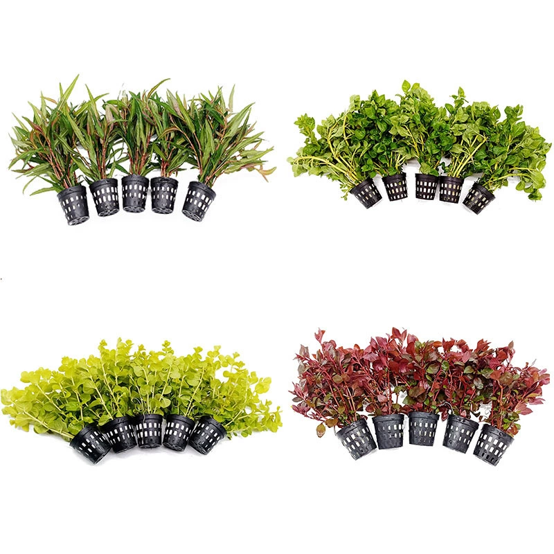 Houjing трава стебель Красный суд бабочка лист дно красная Сирень мешок травы 1 пакет 5 чашек реальной водной травы озеленение пастбища оптом