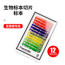 ȫ��������Ӣ������˱���Ƭ1��12Ƭ�߲�ֲ�����x�����@΢�R�˱�