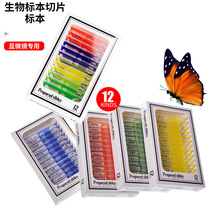 ȫ��������Ӣ������˱���Ƭ1��12Ƭ�߲�ֲ�����x�����@΢�R�˱�