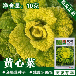 �����˷N�Ӟ������ѽ𻨲˷N�Ӱײ˷N���߲˷N�����l�˷N���ѷN