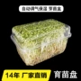 育苗种植新款带盖育苗盘