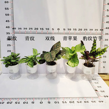 简约居家创意家居桌面盆栽组合自动吸水懒人花盆彩色美丽苹果竹芋